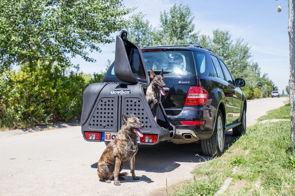 perros en el towbox del coche
